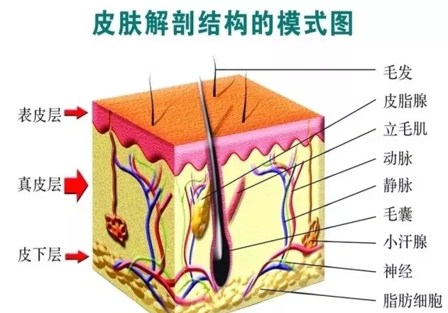 我们的皮肤如何分类？