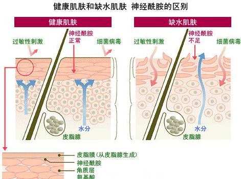 化妆品中的成分有哪些作用？